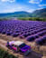 Lavender fields in Turkey