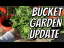 Growing Our Own Food | Bucket/ Container Garden Tour | How It's Going & A Sad Update | RIP Arugula