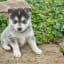 Pomsky Dog, Breed, nutrition and training information
