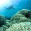 Ocean heatwaves devastate wildlife, worse to come