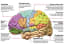The Brain. How we think.