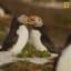 Summer is the puffins' breeding season, and love is in the air. Tune into the ViewersChoiceVacation marathon starting tonight at 8/7c.