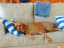 Understanding Your Dog--From Sleeping Positions and Behaviors