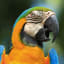 Marvelous facts about macaws