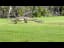 Huge Crocodile Strolls on Golf Course in Mexico - 1210481
