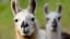 Move Over Dogs, Goats, and Peacocks: Llamas Are the Hot New Therapy Animal