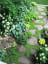 Cynthia Ferranto Landscape Design, Washington DC | Dream garden, Shade garden, Beautiful gardens