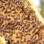 World's First Insect Vaccine Could Help Bees Fight Off Deadly Disease