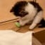 Kitten plays with mouse