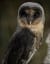 Environment | Barn owl, Owl, Owl pictures