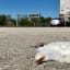 Mortality mystery: Why all the dead egrets on I-75?