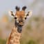 Baby Giraffes Get Their Spots From Mom