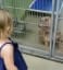 Little girl fell in love with a dog at the shelter and her mom adopted it for her
