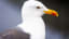 Seabird Photobombs London Traffic Cam, Becomes Internet Sensation