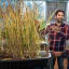 Rice plants that grow as clones from seed