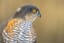 Eurasian sparrowhawk DIV_5531