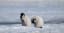 An Emperor Penguin Colony in Antarctica Vanishes