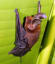 Previously thought to use their suckers to climb and hang, sucker-footed bats actually use a form of wet adhesion by secreting a body fluid at their pads. They must roost with their heads up rather than upside down so that they don't accidentally lose control of the adhesive pads while sleeping.
