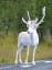 Rare white reindeer makes magical appearance in Sweden