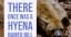 There Once Was A Hyena Named Bill - Tales of Presidential Pets