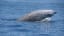 Record-Breaking Whale Stays Underwater for Mind-Bending 3 Hours and 42 Minutes