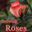 Essential Tips for Growing Roses Like a Pro - Quiet Corner