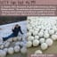 giant snowballs along a siberian beach wtf fun | Fun facts, Wtf fun facts, Weird facts