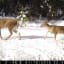 Return of the wolves: How deer escape tactics help save their lives