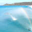 Dolphin Rainbow Surfers