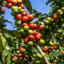 More Than Half of Wild Coffee Species Could Go Extinct