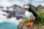 In a First, Scientists Film a Puffin Scratching Itself With a Stick
