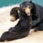 Mary is giving a warm welcome to Noy, a newly rescued sun bear at Free the Bears sanctuary