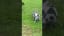 Pig And German Shepherd Play Around on Lawn - 1323315