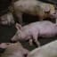 Beijing issues rare public warning on 'serious' swine fever crisis