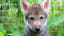 Wolf Puppies Play Fetch, Too, Study Finds