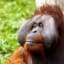 Can we talk about Palm Oil?