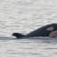 Orca Calf Offers Hope for a Fading Group in the Pacific Northwest
