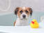 Why Do Some Dogs Hate Baths?