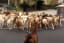 200 Goats Took Over a Neighborhood in California - and the Video Is Hilarious