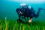 The Fight to Resurrect the U.K.'s Underwater Meadows of Seagrass