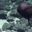 Watch a Gulper Eel Inflate and Deflate Itself, Shocking Scientists
