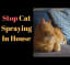 Stop Cat Spraying In House - Things You Must Know!