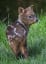The Pudú is the world’s smallest deer, with an average size 15” in height and weighing up to 26lbs. They live in the temperate rainforests of South America, where the dense underbrush and bamboo thickets offer protection from predators. They also bark when frightened.