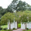 Nottoway Plantation & Resort- The largest antebellum mansion in the South
