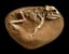 Paleontologists uncovered this just-hatched Protoceratops in 1997 at Ukhaa Tolgod, a fossil “hot spot” in the Gobi Desert. Like Triceratops, its North American relative, Protoceratops walked on 4 legs, was heavily built, & had a frill & parrot-like beak.