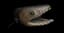 Yes, the frilled shark is really freaky. But there are other 'living fossils' that are just as weird.