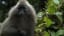 The Mysterious Kipunji Monkey | The Great Rift: Africa's Wild Heart | BBC Earth