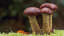 The unexpected magic of mushrooms