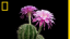 Time-Lapse: Beautiful Cacti Bloom Before Your Eyes | Short Film Showcase