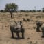 Breaking: Rhino Horn Trade to Return in South Africa